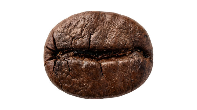 Single roasted coffee bean isolated on white background.