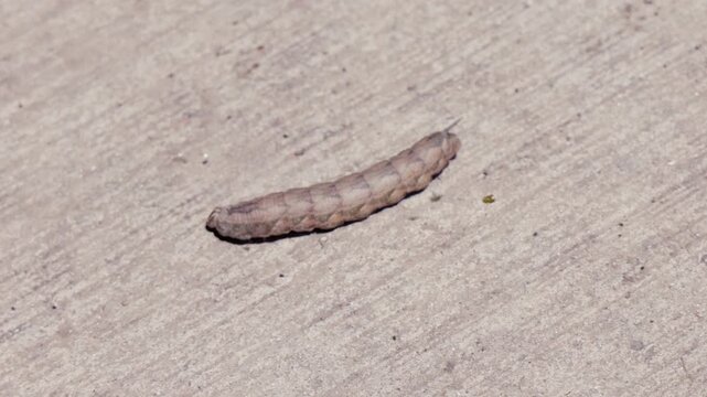 Mature brown hornworm caterpillar crawling across concrete surface, representing garden pests, agricultural crop damage, insect life cycle transitions