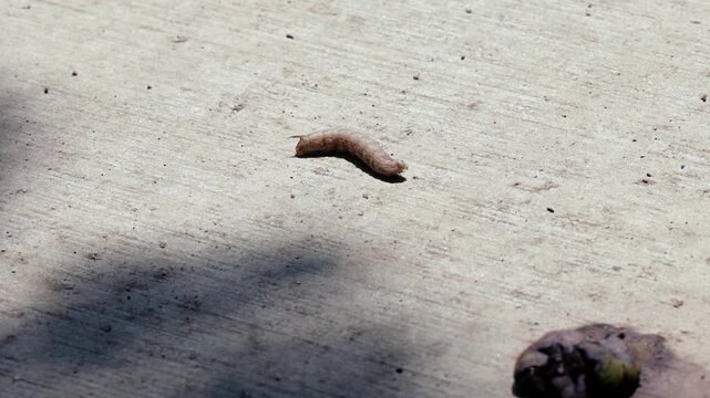 Mature brown hornworm caterpillar crawling across concrete surface, representing garden pests, agricultural crop damage, insect life cycle transitions