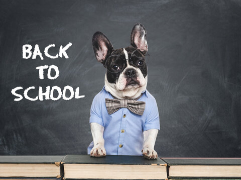 Cute French bulldog sits by chalkboard with the words Back to School. Symbolizes education, learning, and academic year start. Ideal for educational, marketing, and seasonal content
