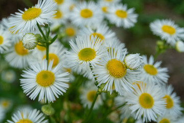Fototapeta premium Daisy fleabane small white flowers in grass