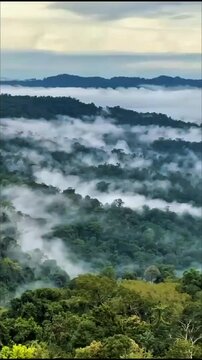 Deskripsi: Gentle mist wraps lush green rolling hills, thick forest covers steep slopes, soft gray cloudy sky hangs calm over quiet wild valley