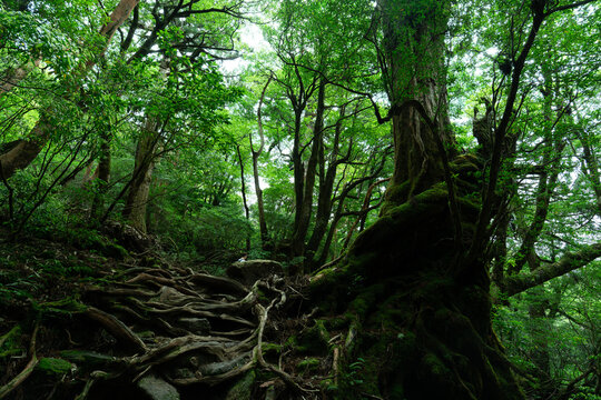 Mossy boulders and silky flowing stream along Jomon Sugi hiking trail, Yakushima, Japan