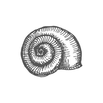 Shark eye seashell, sea snail shell isolated Neverita duplicata marine gastropod mollusk monochrome sketch icon. Vector seashell marine aquatic souvenir, beach and aquarium decoration object