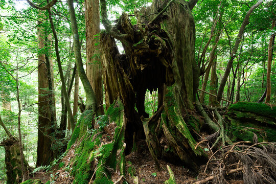 Giant moss covered ancient tree stump along Jomon Sugi hiking trail, Yakushima, Japan