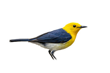 Fototapeta premium Small colorful bird with yellow head and blue wings isolated on black background