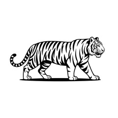 Fototapeta premium Black and white illustration of a walking tiger isolated on white background