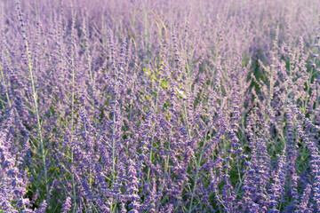Fototapeta premium Russian sage flowers closeup, Perovskia atriplicifolia ornamental violet blossoms