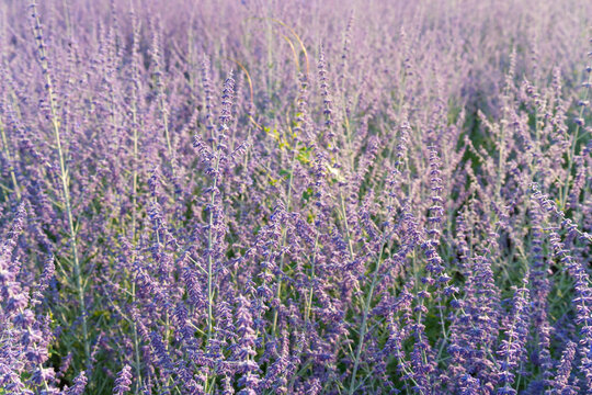 Russian sage flowers closeup, Perovskia atriplicifolia ornamental violet blossoms