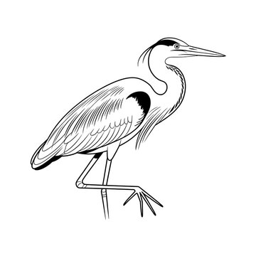Black and white line art drawing of a standing great blue heron bird isolated on white background