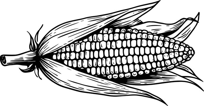 fresh ear of corn with husk partially peeled back, agricultural vegetable, farm produce