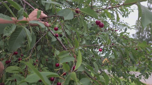 A man carefully picks ripe dark red sour cherries from the dense leafy branches of a cherry tree during a summer fruit harvest in a domestic garden orchard.