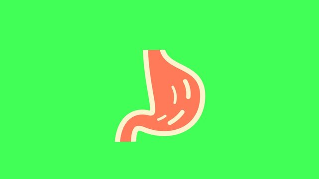Animated Human Stomach Icon with Simple Shape and Smooth Movement, Representing Digestive System, Health, Anatomy, Biology, Medical Study and Internal Organ Function, Graphic Element on Green Screen
