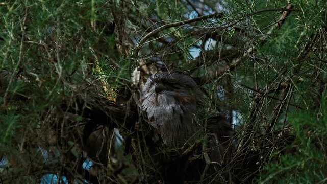Tawny frogmouth bird resting and blending into the pine needles of a tree branch during a bright day in rural Australia