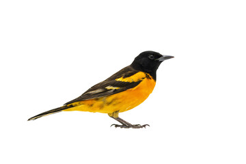 Fototapeta premium Vibrant yellow and black bird standing in profile view isolated on black background
