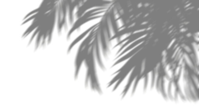 Smooth shadow palm leaf branches relaxation isolate transparent backgrounds 3d illustration png