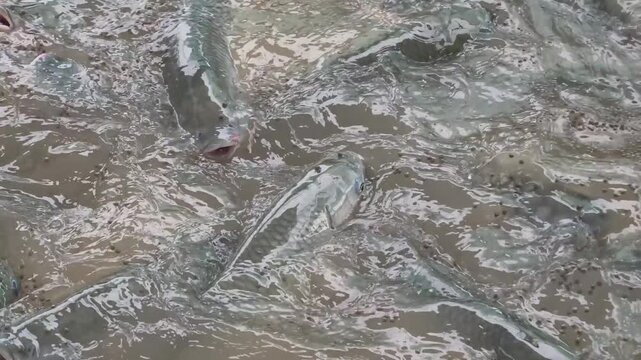 Large grass carp feeding frenzy as fish gather at water surface for pellets , high frame rate