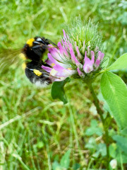 Bumblebee collecting nectar from red clover blossom Bumblebee (Bombus sp.) foraging on a blooming red clover (Trifolium pratense) flower in a natural meadow. Close-up showing an importan © Dennis