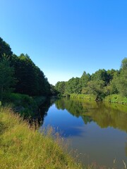 Obraz premium River flowing through a lush green forest under a clear blue sky. Summer nature landscape with water reflection