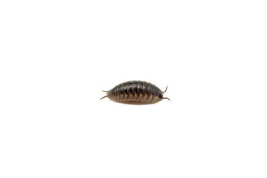 Detailed view of a grey woodlouse crustacean isolated on black background