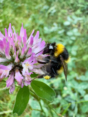 Bumblebee collecting nectar from red clover blossom Bumblebee (Bombus sp.) foraging on a blooming red clover (Trifolium pratense) flower in a natural meadow. Close-up showing an importan © Dennis