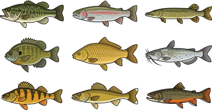 Freshwater Fish Vector Illustration Set Featuring Bass Trout Pike Carp Catfish Perch and Walleye Species for Angling and Fishing Graphic Designs