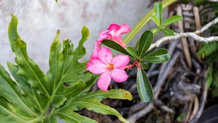 Delicate pink desert rose petals contrast beautifully with deep green tropical leaves in a sunny outdoor garden. © agung