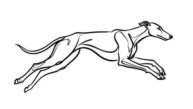 Greyhound dog running illustration white background.