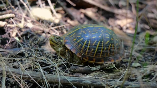 Ornate box turtle crawling through leaf litter twigs along a woodland nature trail, highlighting native North American reptiles and wildlife habitats