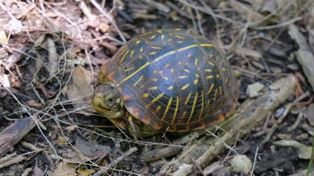 Ornate box turtle crawling through leaf litter twigs along a woodland nature trail, highlighting native North American reptiles and wildlife habitats