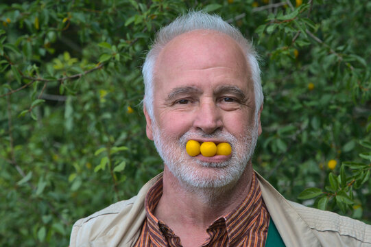 A friendly, gray-haired senior man enjoys a playful summer moment in his green garden, posing with three ripe, yellow plums creatively held in his mouth.