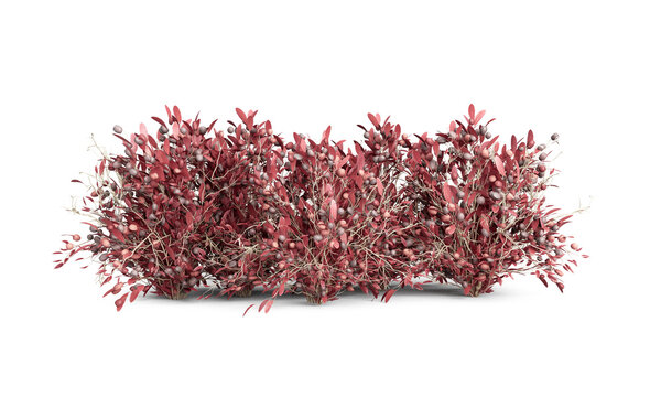Long red bush hedge isolated on white background