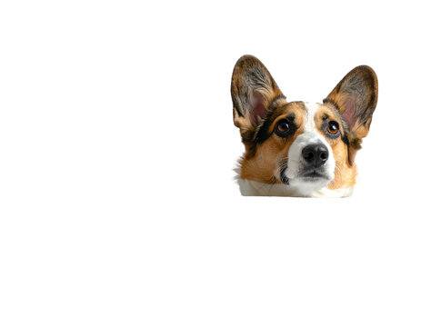 Headshot of a Corgi Dog Isolated on a Plain Black Background