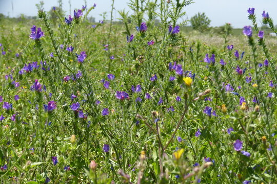 Flores