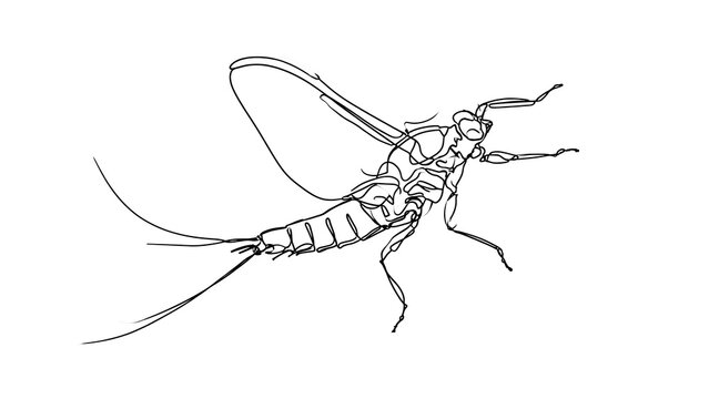 Detailed mayfly illustration on white background.