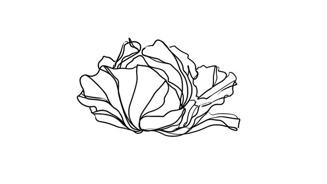 Line art cabbage illustration on white background.