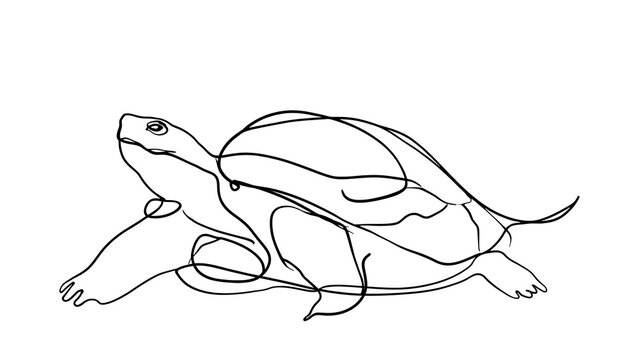 Minimalist turtle line art illustration white background.