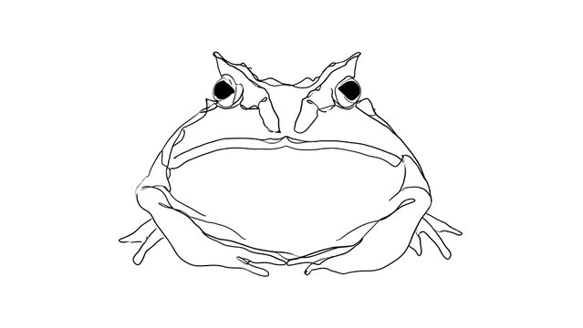 Line art frog illustration on white background.
