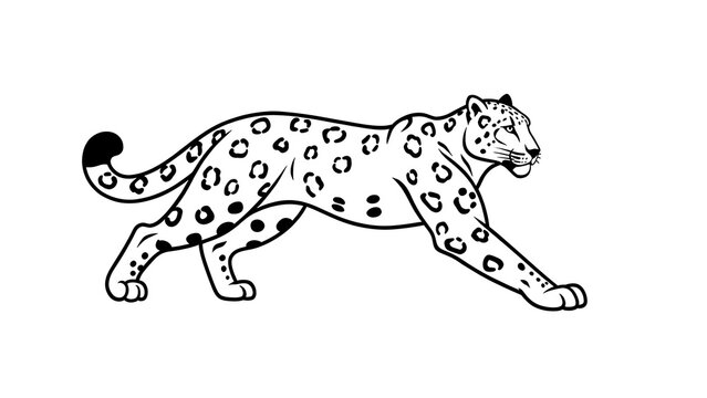 Snow leopard running illustration white background.