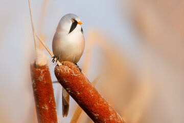 Beautiful male bearded tit perched on a bulrush looking right in golden light © drakuliren