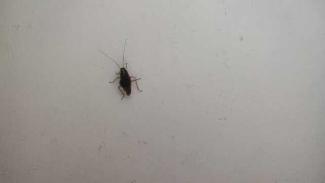 German Cockroach Crawling on White Wall Surface