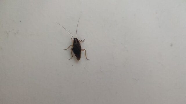 German Cockroach Crawling on White Wall Surface