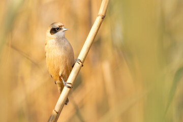 Cute Eurasian penduline tit sitting on a dry yellow reed stem in its natural habitat © drakuliren