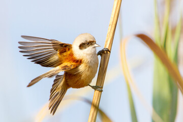 Dynamic shot of an Eurasian penduline tit with spread wings perched on a reed © drakuliren