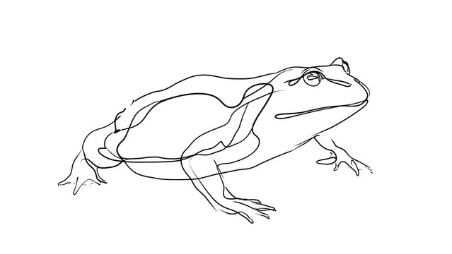 Line art frog illustration on white background.