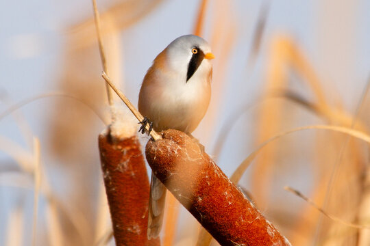 Male bearded reedling sitting on a brown fluffy cattail looking to the side
