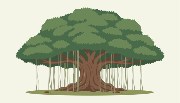 Sprawling banyan tree illustration with a thick trunk large canopy and many aerial prop roots to the ground.
