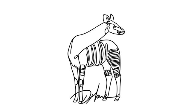 Okapi line drawing on white background.