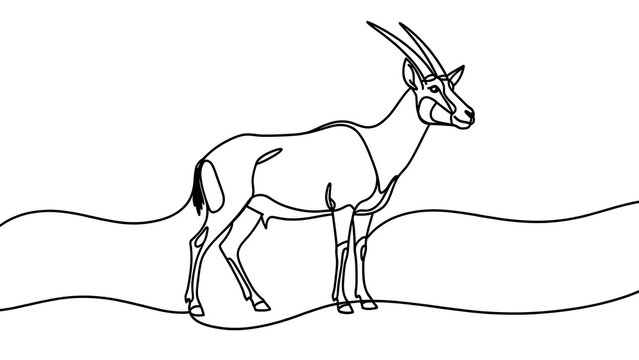 Oryx antelope line art illustration white background.