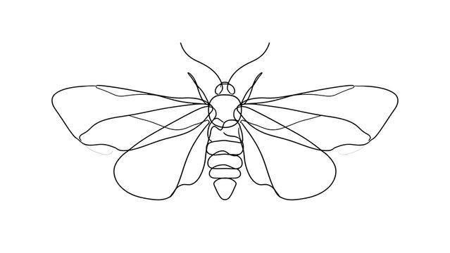 Detailed insect line drawing on white background.